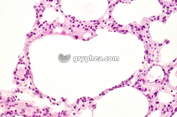 Poumon Rat x100 - gryphea.org